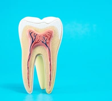 anatomy of a tooth 